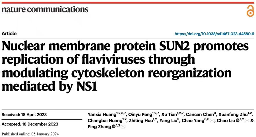 Nature子刊 | 神经外科杨超团队发现核膜蛋白SUN2通过调节NS1介导的细胞骨架重组促进黄病毒复制